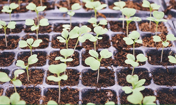 HP Embraces Growth Mindset and Kickstarts Culture Change