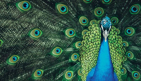 Confronting overconfidence in talent strategy, management, and development